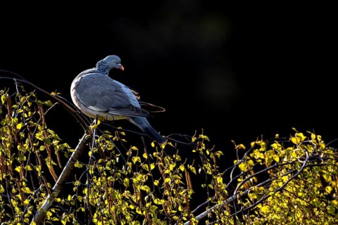 Before the wood pigeon (Columba palumbus) begins to groom its feathers, it looks in all directions,