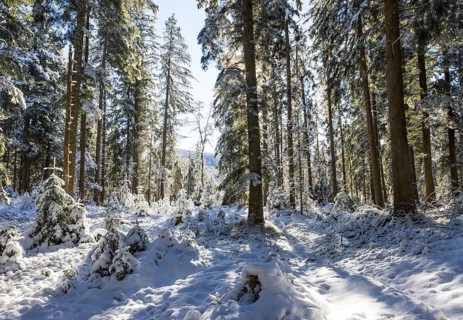 Snowy winter forest in morning sunlight, Mondseeland, Salzkammergut, Upper Austria, Austria