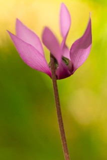 Delicate cyclamen blossom in Bad Reichenhall. Close-up of flowers on hiking trail in the Alps