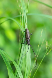 Close-up of a monochrome longhorn buck on a blade of grass in a natural setting. Bad Reichenhall,
