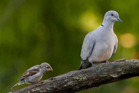 Encounter between a Eurasian collared dove (Streptopelia decaocto) and a recently fledged house