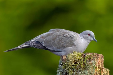 A Eurasian collared dove (Streptopelia decaocto) using a tree trunk as a perch, foraging, Germany