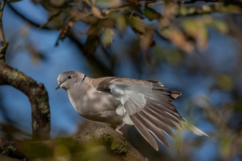 Relaxed, the Eurasian collared dove (Streptopelia decaocto) stretches its wings, Germany