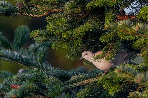 The Eurasian collared dove (Streptopelia decaocto) peers suspiciously out of the sheltering spruce
