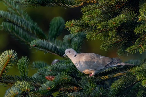 Slowly the Eurasian collared dove (Streptopelia decaocto) leaves its safe resting place on the