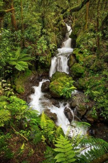 Ketetahi Falls waterfall in the forest, with rocks and ferns. Tongariro National Park, North