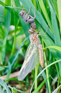 Hairy dragonfly (Brachytron pratense), freshly hatched animal on a reed stem with exuviae, Peene