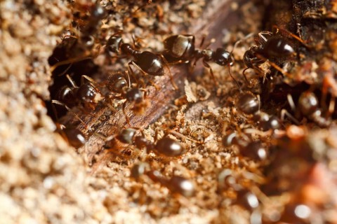 Lasius fuliginosus (Lasius fuliginosus), workers at the nest, ants inhabiting dead wood, Peene