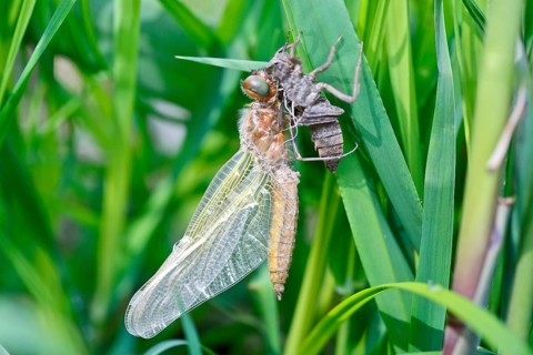 Hairy dragonfly (Brachytron pratense), freshly hatched animal on a reed stem with exuviae, Peene