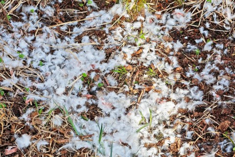 Mute swan (Cygnus olor), remnant of a beaten animal, predator, feathers of an etching, Peene Valley