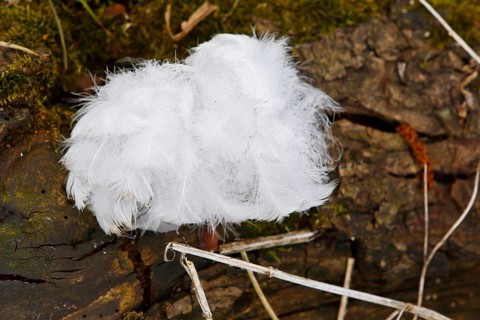 Mute swan (Cygnus olor), tuft of down feathers, Peene Valley nature park Park, Mecklenburg-Western