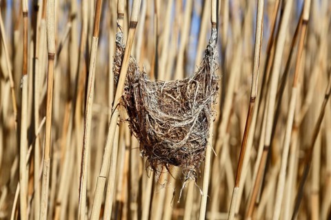 Great Reed Warbler (Acrocephalus arundinaceus), nest from the previous year in old reeds, Peene