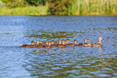 Mallard (Anas platyrhynchos), adult bird leading offspring through the water, Peene Valley nature