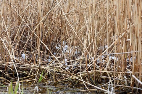 Great White Egret (Ardea alba, syn.: Casmerodius albus, Egretta alba), remnant of a killed animal,