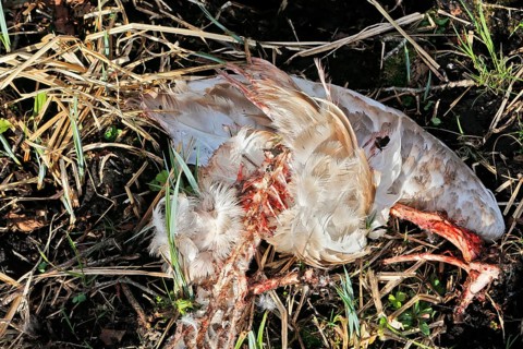 Mute swan (Cygnus olor), remains of a killed animal, predator, Peene Valley nature park Park,