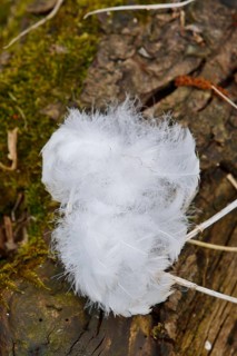 Mute swan (Cygnus olor), tuft of down feathers, Peene Valley nature park Park, Mecklenburg-Western