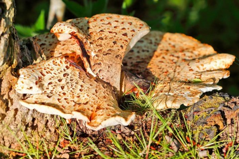Scaly stem porling (Cerioporus squamosus) on dead wood, Peene Valley nature park Park,