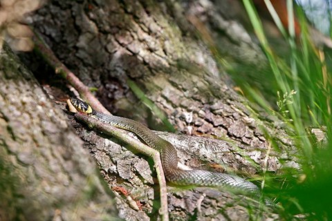 Grass snake (Natrix natrix), resting animal in the sun, grass snake sunbathing, Peene Valley nature