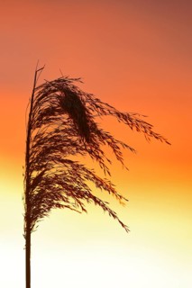 Reed grass seeds at sunset, reed tassel, Peenetal nature park Park, Mecklenburg-Western Pomerania,
