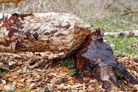 Beaver (Castor fibre), tree felled by a beaver, activities of a beaver, beaver cutting, Peene