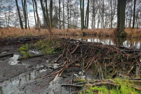 Beaver (Castor fibre), stream dammed by beaver, dam, Peene Valley nature park Park,