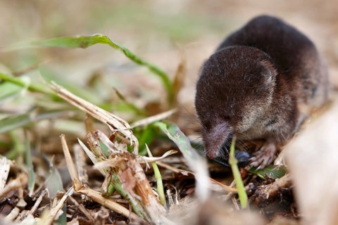 Wood shrew (Sorex araneus), foraging, Peene Valley nature park Park, Mecklenburg-Western Pomerania,