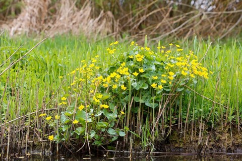 Marsh marigold (Caltha palustris), flowers in a wetland habitat, Peene Valley nature park Park,