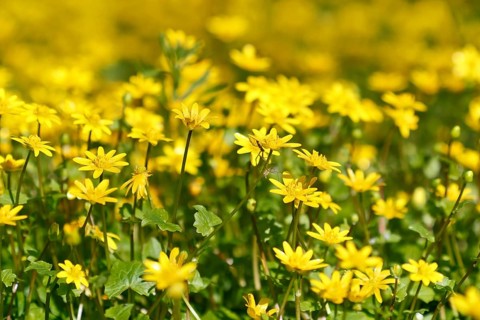 Lesser celandine (Ficaria verna, synonym: Ranunculus ficaria L.), flowers in a damp location, Peene