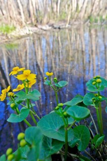 Marsh marigold (Caltha palustris), flowers in a wetland habitat, Peene Valley nature park Park,