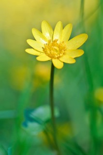 Lesser celandine (Ficaria verna, synonym: Ranunculus ficaria L.), flowers in a damp location, Peene