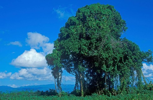 Mango tree, Kande, Malawi, Africa, July 2000, vintage, retro, old, historic