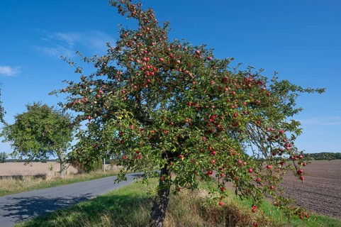 Apple tree (Malus) with ripe fruit on a village street, Othenstorf, Mecklenburg-Vorpommern, Germany