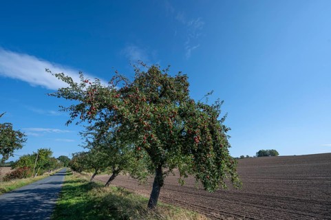 Apple tree avenue (Malus) with ripe fruit on a country road, Othenstorf, Mecklenburg-Vorpommern,