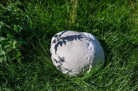Giant bovist, approx. 50 cm in diameter, in a meadow, Mecklenburg-Western Pomerania, Germany