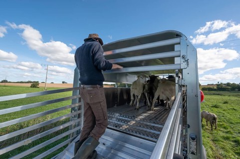 Shepherd loading his sheep into the two-story animal transporter, in the pasture, Rehna,