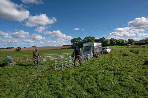 Shepherds build a ferch and prepare sheep load with a double-decker animal transporter on the