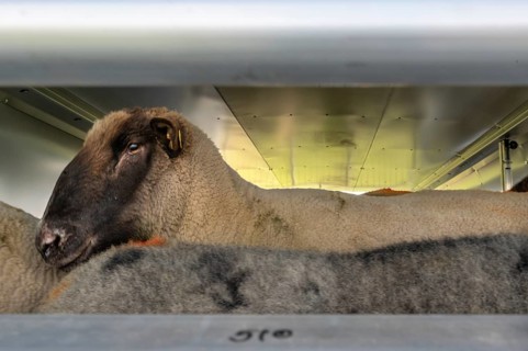 Black pop sheep in an animal transporter, Rehna, Mecklenburg-Western Pomerania, Germany
