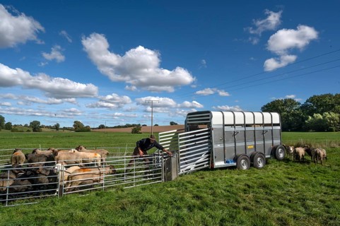 Shepherd prepares to load sheep standing in the Ferch into the animal transporter, Rehna,