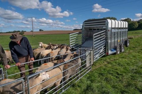 Young shepherd prepares to load sheep standing in the Ferch into the animal transporter, Rehna,