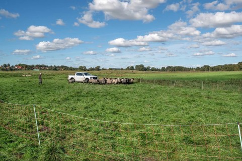 Sheep in a raised ferch in the pasture, Rehna, Mecklenburg-Western Pomerania, Germany