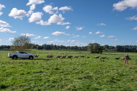 With his pick up, shepherd herds his sheep in the pasture in Ferch, Rehna, Mecklenburg-Western