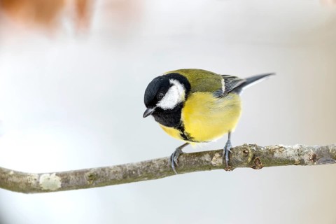 Great tit (Parus major) in winter on the branch of a copper beech, snow, Germany