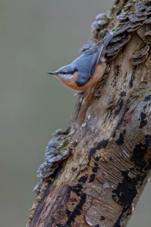The nuthatch (Sitta europaea) searches upside down for food among tree fungi, tree fungi,