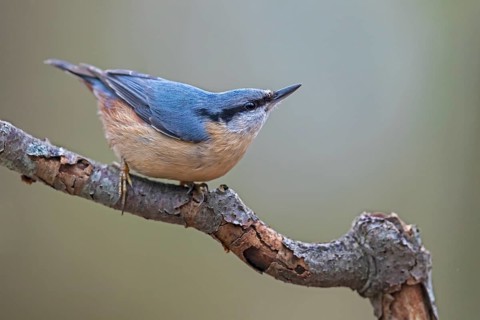 The typical posture of the nuthatch (Sitta europaea) when danger threatens, raising its head