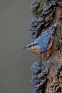 If the nuthatch (Sitta europaea) even senses danger, it remains motionless and carefully observes