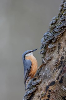 The nuthatch (Sitta europaea) finds plenty of food among the tree fungi, tree fungi, attentive,