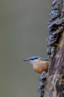 Cautious nuthatch (Sitta europaea) looks out from behind a tree, Tree fungi, attentive, Germany,