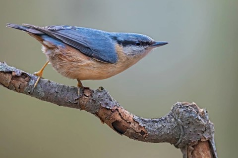 If something attracts the attention of the nuthatch (Sitta europaea), it remains motionless and