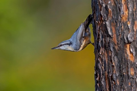 Scandinavian subspecies of nuthatch (Sitta europaea) with the typical white breast plumage, Sweden