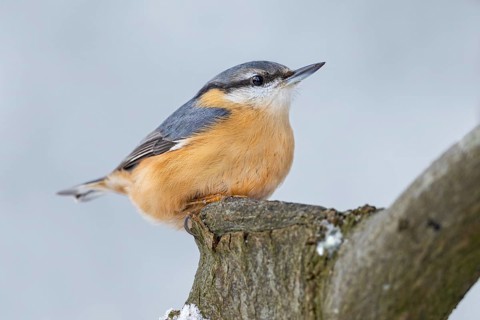 Nuthatch (Sitta europaea) resting on a copper beech, Germany